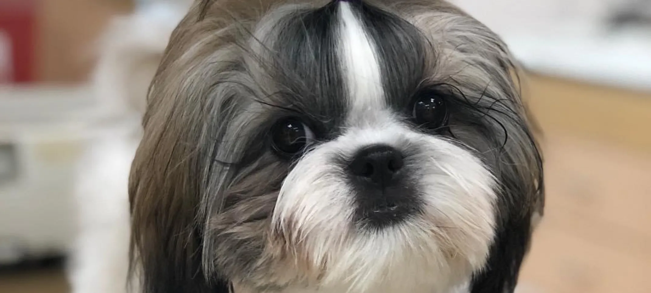 Close up image of a dog with groomed fur